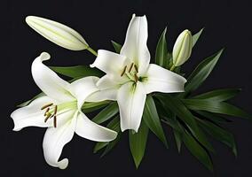 AI generated Beautiful fresh lily flower with green leaves, isolated on black background. AI Generated photo