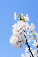 AI generated Cherry Blossom Against Clear Blue Sky.AI Generated. photo