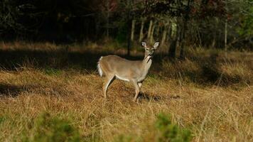 The cute deer staring at me alertly in the autumn forest photo