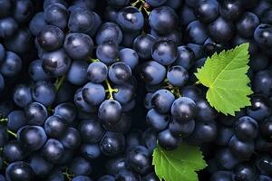 AI generated Flat lay background of vines, lots of organic blue dark grapes. AI Generated photo