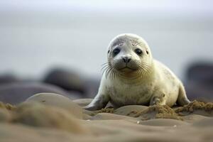 AI generated Harbor seal cub. AI Generated photo