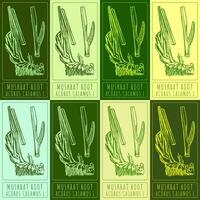 Set vector drawing of MUSKRAT ROOT in various colors. Hand drawn illustration. Latin name ACORUS CALAMUS L.