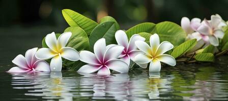 ai generado plumeria flores en verde hoja flotante en agua. un pacífico y sereno escena con un toque de naturaleza y belleza. ai generado foto