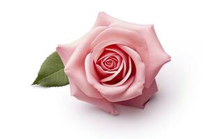 AI generated Pink rose isolated on white background. AI Generated photo