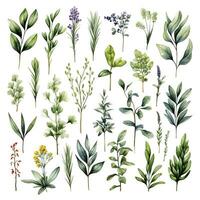 AI generated Collection of watercolor herbs clipart on white background. AI Generated photo