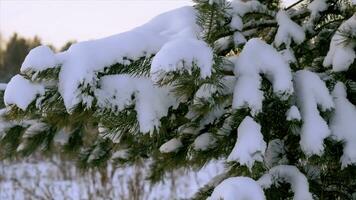 Christmas tree under the snow. A branch of a Christmas tree with drops of water. Winter landscape. Pine branch tree under snow. Tree branches with cones under the snow in winter photo