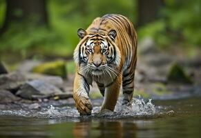 AI generated Amur tiger walking in the water. Dangerous animal.  Animal in a green forest stream. Generative AI photo