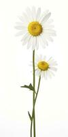 AI generated Common daisy isolated on white background. AI Generated photo
