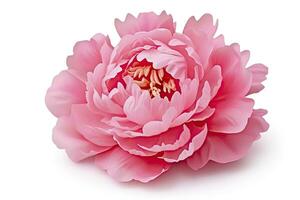 AI generated Peony isolated on white background. AI Generated photo