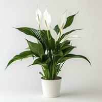 AI generated Peace Lily on a plain white background. AI Generated photo