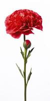 AI generated Red Carnation isolated on white background. AI Generated photo