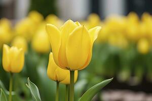 ai generado amarillo tulipán en el jardín. ai generado foto