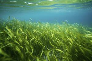 AI generated Underwater view of a group of seabed with green seagrass. AI Generated photo