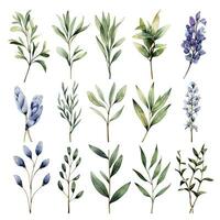 AI generated Collection of watercolor herbs clipart on white background. AI Generated photo