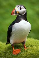 AI generated Puffin bird on a green grass patch. AI Generated photo