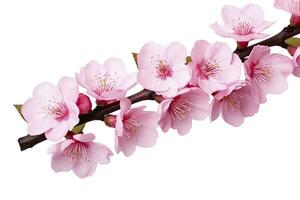 AI generated Sakura flowers isolated on white background. AI Generated photo