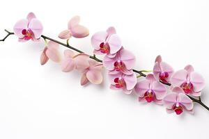 AI generated Pink Orchid isolated on white background. AI Generated photo