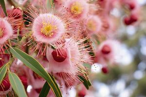 AI generated Beautiful Gum tree pink flowers and buds. AI Generated photo