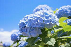 AI generated Blue French hydrangea under blue sky. AI Generated photo