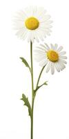 AI generated Common daisy isolated on white background. AI Generated photo