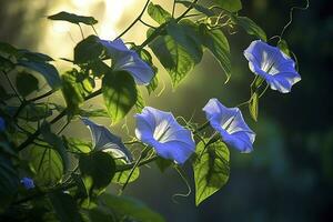 AI generated Morning Glory vine unfurling its delicate petals in the morning light. AI Generated photo