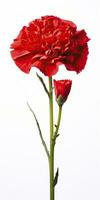 AI generated Red Carnation isolated on white background. AI Generated photo