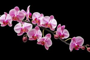 AI generated Pink Orchid isolated on black  background. AI Generated photo