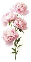 AI generated Peony isolated on white background. AI Generated photo