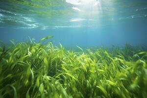 AI generated Underwater view of a group of seabed with green seagrass. AI Generated photo