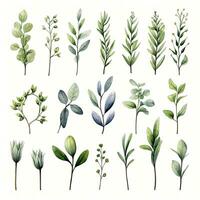 AI generated Collection of watercolor herbs clipart on white background. AI Generated photo