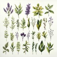 AI generated Collection of watercolor herbs clipart on white background. AI Generated photo