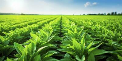 AI generated Field of vibrant green biofuel crops. AI Generated. photo