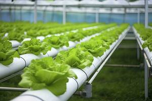 AI generated Hydroponic lettuce growing. AI Generated photo