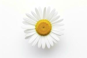 AI generated Common daisy isolated on white background. AI Generated photo