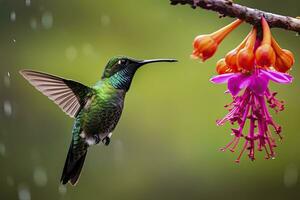 AI generated Hummingbird in Costa Rica. AI Generated. photo