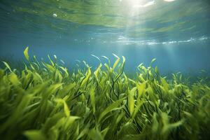 ai generado submarino ver de un grupo de fondo del mar con verde pastos marinos. ai generado foto