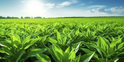 ai generado campo de vibrante verde biocombustible cultivos. ai generado. foto