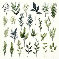 AI generated Collection of watercolor herbs clipart on white background. AI Generated photo