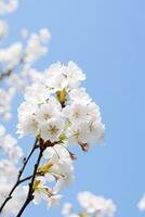 AI generated Cherry Blossom Against Clear Blue Sky.AI Generated. photo