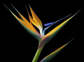 AI generated Bird of paradise flower isolated on black background. AI Generated photo