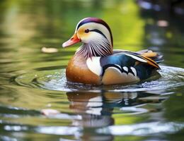 AI generated Closeup of mandarin duck swimming in lake. generative AI. photo