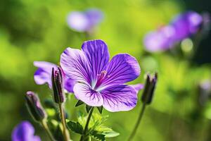 AI generated Geranium wilfordii flower. AI Generated photo