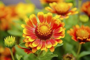 ai generado gaillardia o cobija flor. brillante y vistoso sombras de calentar tonos ai generado foto