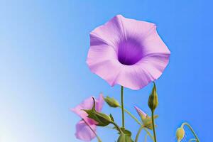 AI generated Morning Glory Flower with blue sky. AI Generated. photo