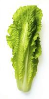 AI generated Lettuce isolated on white background. AI Generated photo