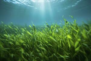 AI generated Underwater view of a group of seabed with green seagrass. AI Generated photo