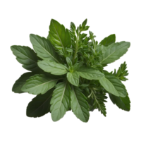 AI generated Fresh herb isolated on transparent background png