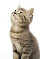 AI generated Playful funny kitten looking up isolated on a white background. AI Generated photo
