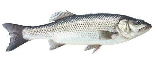 AI generated One fresh sea bass fish isolated on white background. AI Generated. photo