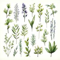 AI generated Collection of watercolor herbs clipart on white background. AI Generated photo